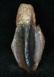 Very Large Triceratops Tooth Crown #12537-3